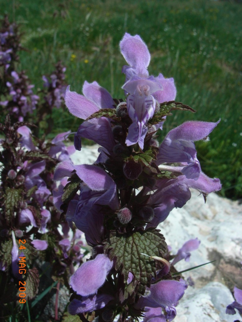 Lamium garganicum subsp. laevigatum